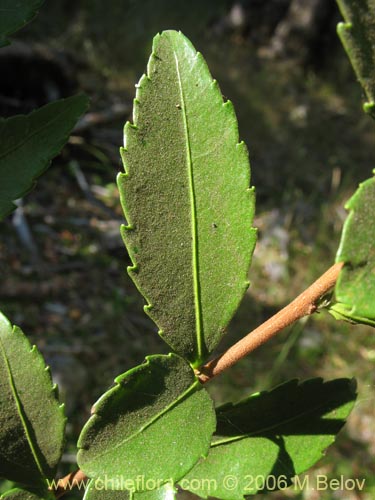 Image of Azara lanceolata (Aromo). Click to enlarge parts of image.